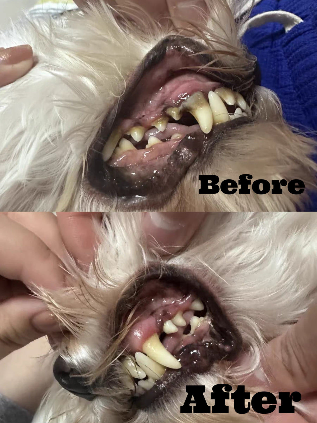 Dr. Milou electric pet toothbrush and dental care accessories