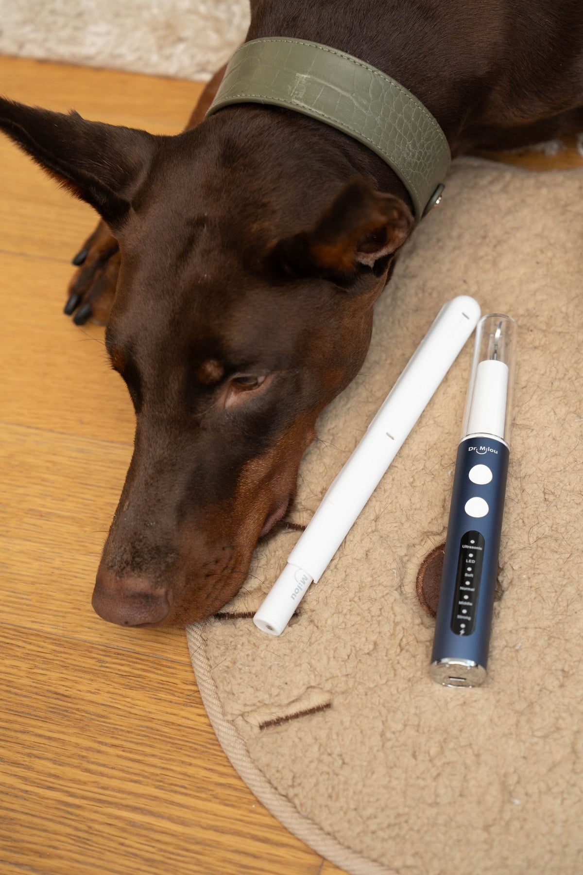 Dr. Milou pet dental scaler for at-home oral care