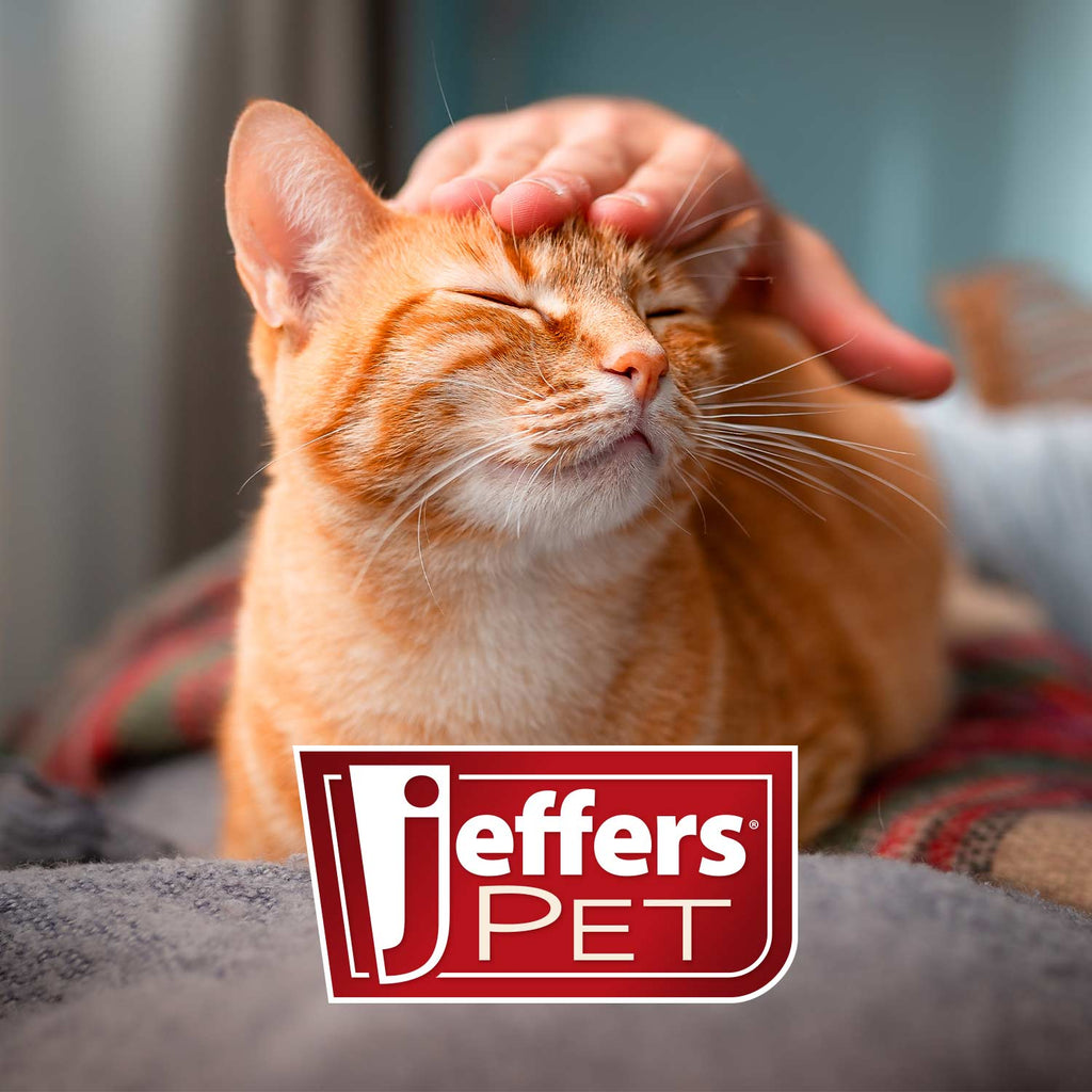 Jeffers pet grooming image with cat